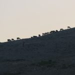 sheep in the wilderness, Israel